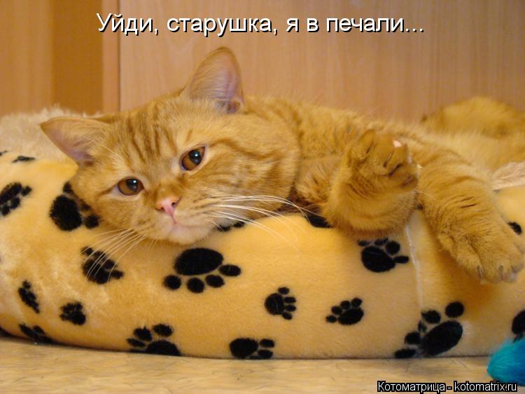 Котоматрица: Уйди, старушка, я в печали...