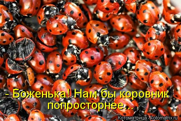 - Боженька! Нам бы коровник попросторнее...... Котоматрица: - Боженька! Нам бы коровник попросторнее...