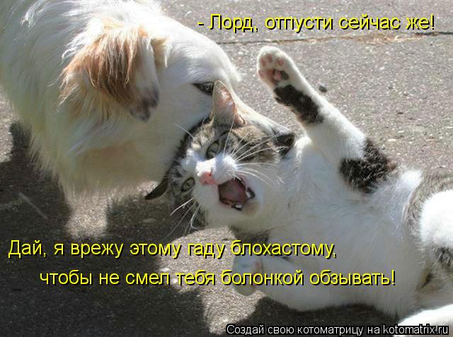 - Лорд, отпусти сейчас же! Дай, я врежу этому гаду блохастому, чтобы не смел тебя болонкой обзывать!... Котоматрица: - Лорд, отпусти сейчас же! Дай, я врежу этому гаду блохастому, чтобы не смел тебя болонкой обзывать!