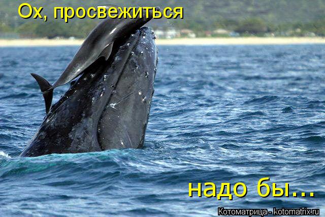 Котоматрица: Ох, просвежиться надо бы...