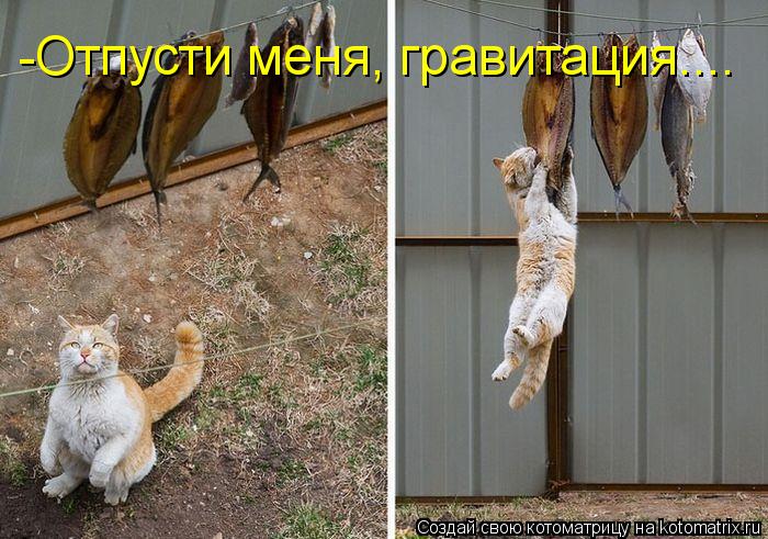Котоматрица: -Отпусти меня, гравитация....
