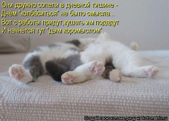 Котоматрица: Они дружно сопели в дневной тишине -  Днём "колбаситься" не было смысла... Вот с работы придут,кушать им подадут И начнётся тут "дым коромыслом