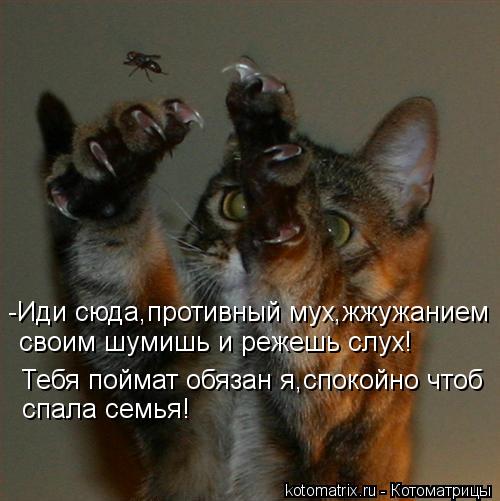 Котоматрица: -Иди сюда,противный мух,жжужанием  своим шумишь и режешь слух!  Тебя поймат обязан я,спокойно чтоб спала семья!