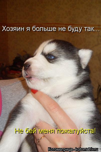 Котоматрица: Хозяин я больше не буду так... Не бей меня пожалуйста!