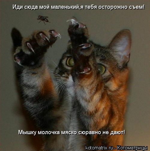 Котоматрица: Иди сюда мой маленький,я тебя осторожно съем! Мышку молочка мяско сюравно не дают!