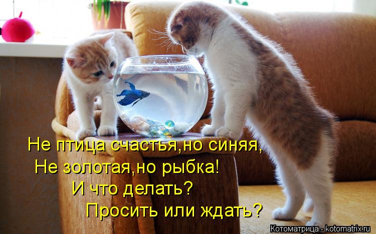 Котоматрица: Не птица счастья,но синяя, Не золотая,но рыбка! И что делать? Просить или ждать?
