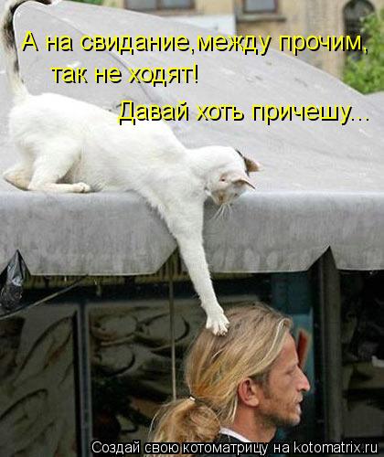 Котоматрица: А на свидание,между прочим, так не ходят! Давай хоть причешу...