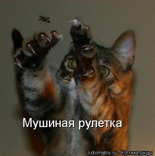 Котоматрица: Мушиная рулетка