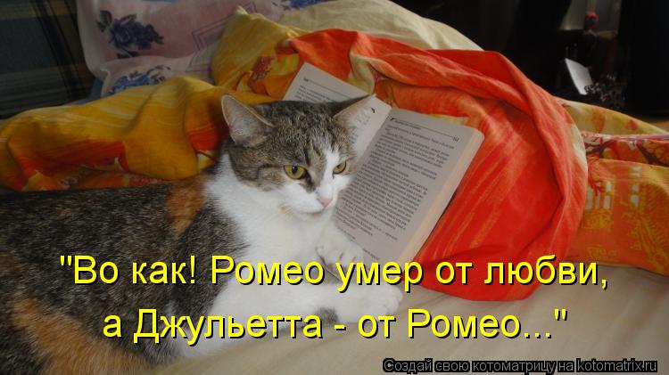 Котоматрица: "Во как! Ромео умер от любви, а Джульетта - от Ромео..."