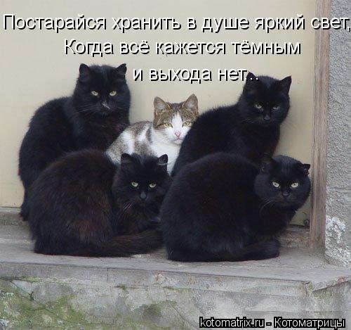 Котоматрица: Постарайся хранить в душе яркий свет, Когда всё кажется тёмным  и выхода нет...