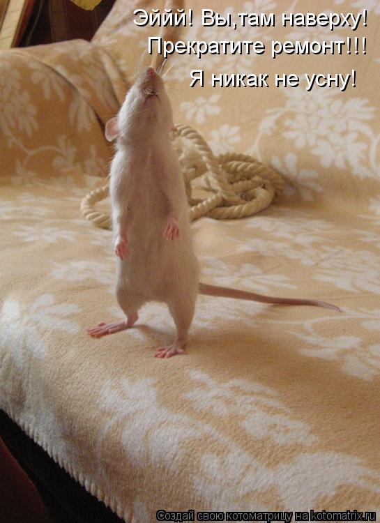 Котоматрица: Эййй! Вы,там наверху! Прекратите ремонт!!! Я никак не усну!