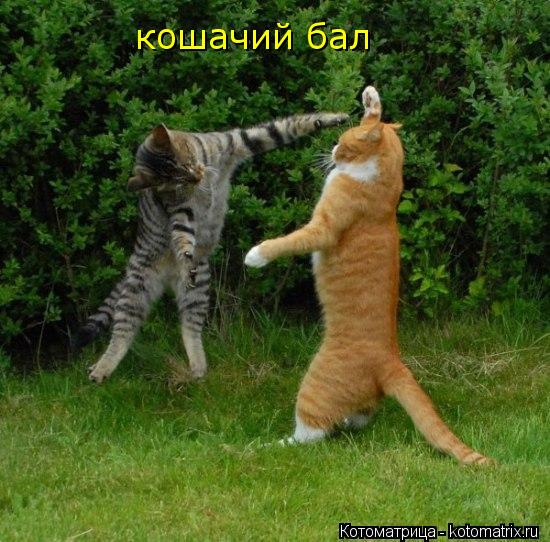 Котоматрица: кошачий бал