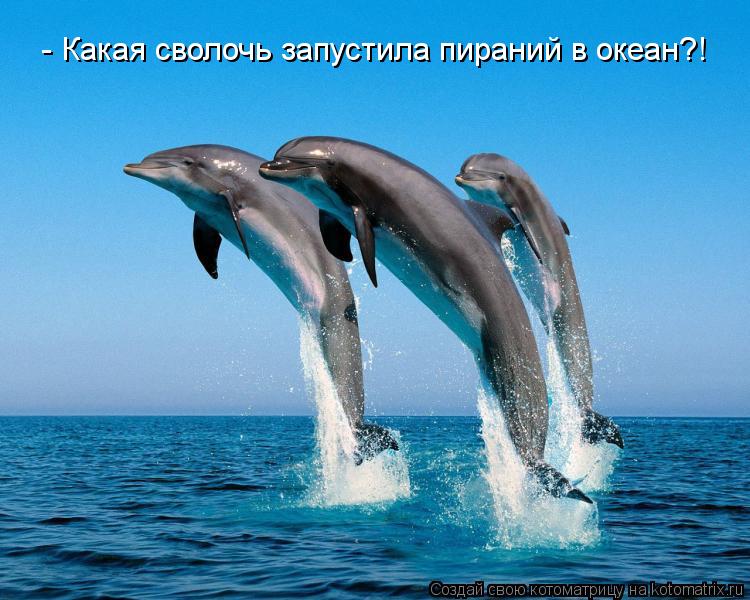 Котоматрица: - Какая сволочь запустила пираний в океан?!