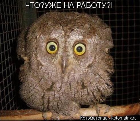 Котоматрица: ЧТО?УЖЕ НА РАБОТУ?!