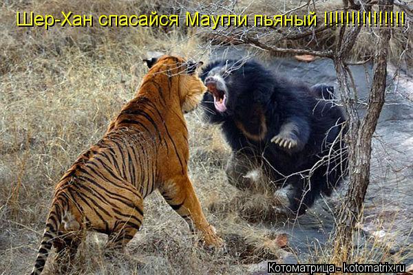 Котоматрица: Шер-Хан спасайся Маугли пьяный !!!!!!!!!!!!!!!