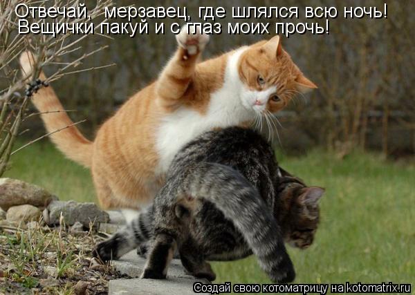 Котоматрица: Отвечай,  мерзавец, где шлялся всю ночь! Вещички пакуй и с глаз моих прочь!