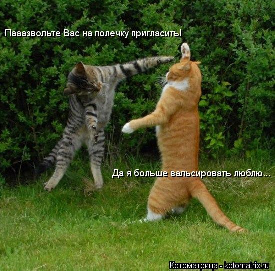 Котоматрица: Пааазвольте Вас на полечку пригласить! Да я больше вальсировать люблю...