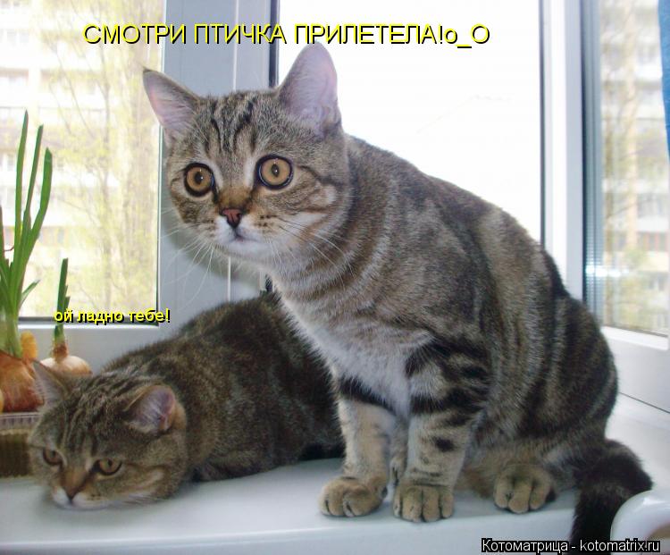 Котоматрица: СМОТРИ ПТИЧКА ПРИЛЕТЕЛА!о_О ой ладно тебе!