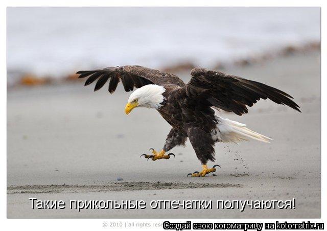 Котоматрица: Такие прикольные отпечатки получаются!