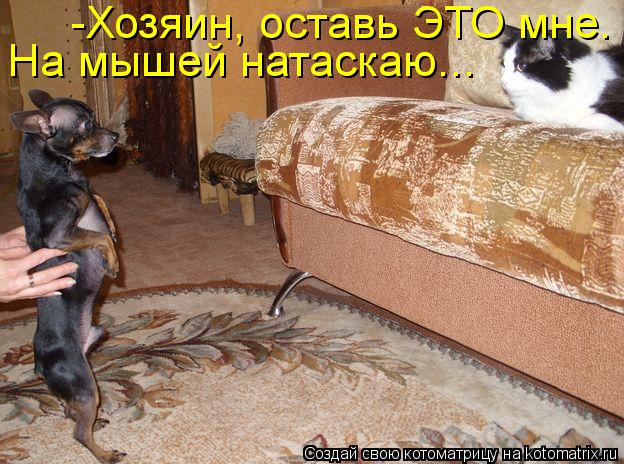 -Хозяин, оставь ЭТО мне. На мышей натаскаю...... Котоматрица: -Хозяин, оставь ЭТО мне. На мышей натаскаю...