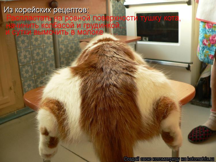 Котоматрица: Из корейских рецептов:  Распластать на ровной поверхности тушку кота, начинить колбасой и грудинкой... и сутки вымочить в молоке ...