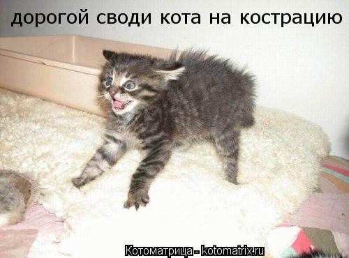 Котоматрица: дорогой своди кота на кострацию