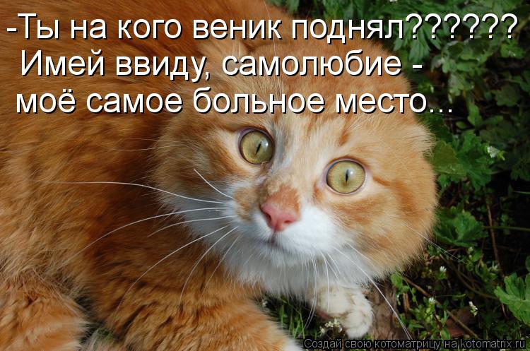 Котоматрица: -Ты на кого веник поднял?????? Имей ввиду, самолюбие -  моё самое больное место...