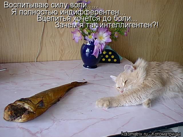 Котоматрица: Воспитываю силу воли..... Я полностью индифферентен... Вцепитья хочется до боли... Зачем я так интеллигентен?!