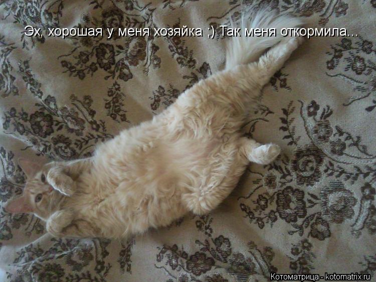 Котоматрица: Эх, хорошая у меня хозяйка ;) Так меня откормила...
