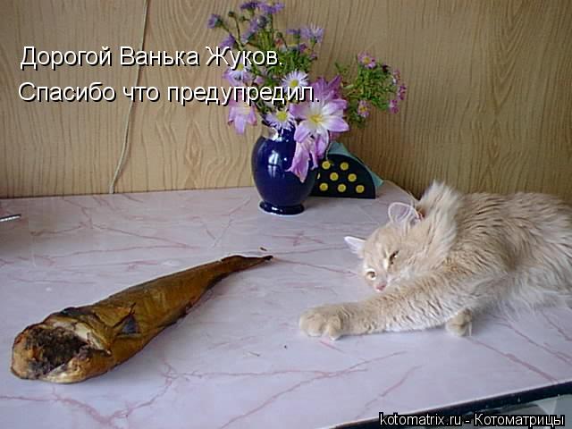 Котоматрица: Дорогой Ванька Жуков. Спасибо что предупредил.