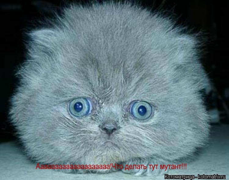 Котоматрица: Аааааааааааааааааааа!Что делать тут мутант!!!