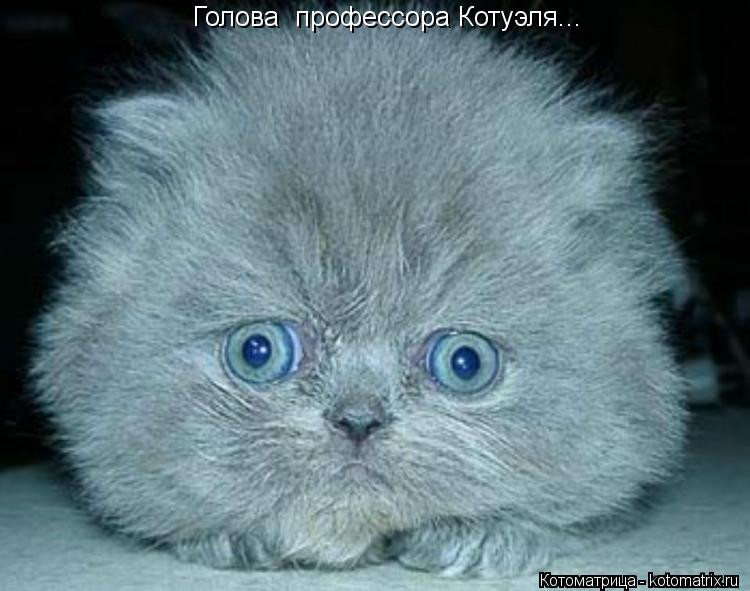 Котоматрица: Голова  профессора Котуэля...