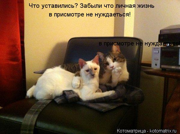 Котоматрица: Что уставились? Забыли что личная жизнь в присмотре не нуждаеться! в присмотре не нуждаеться!