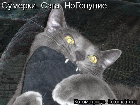 Котоматрица: Сумерки. Сага. НоГолуние.