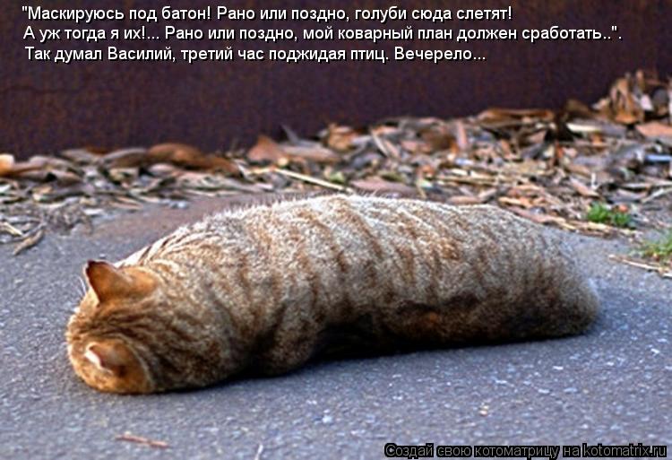 Котоматрица: "Маскируюсь под батон! Рано или поздно, голуби сюда слетят! А уж тогда я их!... Рано или поздно, мой коварный план должен сработать..". Так думал 