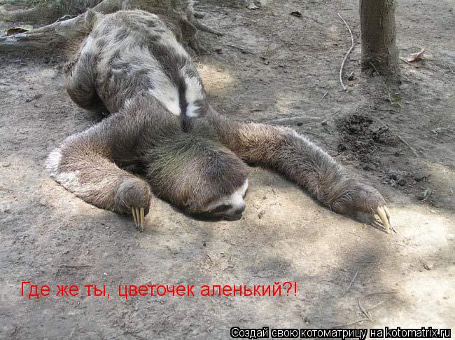 Где же ты, цветочек аленький?!... Котоматрица: Где же ты, цветочек аленький?!