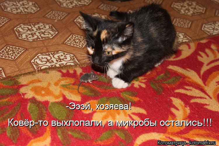 -Эээй, хозяева! Ковёр-то выхлопали, а микробы остались!!!... Котоматрица: -Эээй, хозяева! Ковёр-то выхлопали, а микробы остались!!!