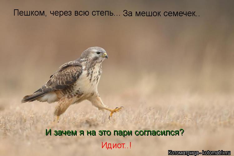 И зачем я на это пари согласился? Пешком, через всю степь... За мешок семечек.. Идиот..!... Котоматрица: И зачем я на это пари согласился? Пешком, через всю степь... За мешок семечек.. Идиот..!