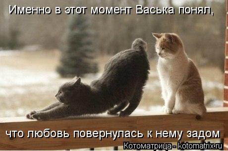 Именно в этот момент Васька понял, что любовь повернулась к нему задом... Котоматрица: Именно в этот момент Васька понял, что любовь повернулась к нему задом