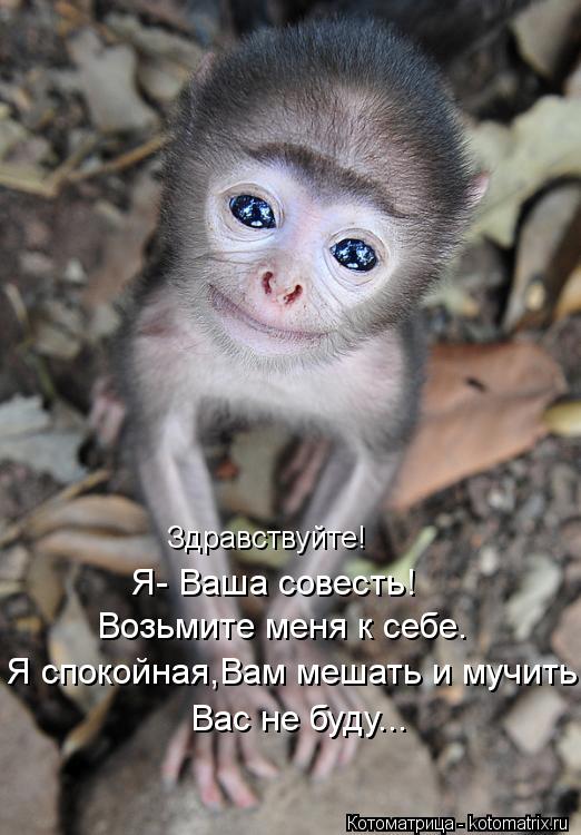 Здравствуйте! Я- Ваша совесть! Возьмите меня к себе. Я спокойная,Вам мешать и мучить Вас не буду...... Котоматрица: Здравствуйте! Я- Ваша совесть! Возьмите меня к себе. Я спокойная,Вам мешать и мучить Вас не буду...