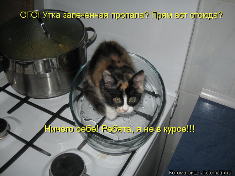 ОГО! Утка запечённая пропала? Прям вот отсюда? Ничего себе! Ребята, я не в курсе!!!... Котоматрица: ОГО! Утка запечённая пропала? Прям вот отсюда? Ничего себе! Ребята, я не в курсе!!!
