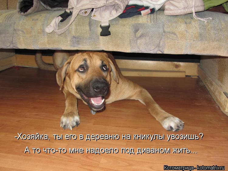 -Хозяйка, ты его в деревню на кникулы увозишь? А то что-то мне надоело под диваном жить...... Котоматрица: -Хозяйка, ты его в деревню на кникулы увозишь? А то что-то мне надоело под диваном жить...