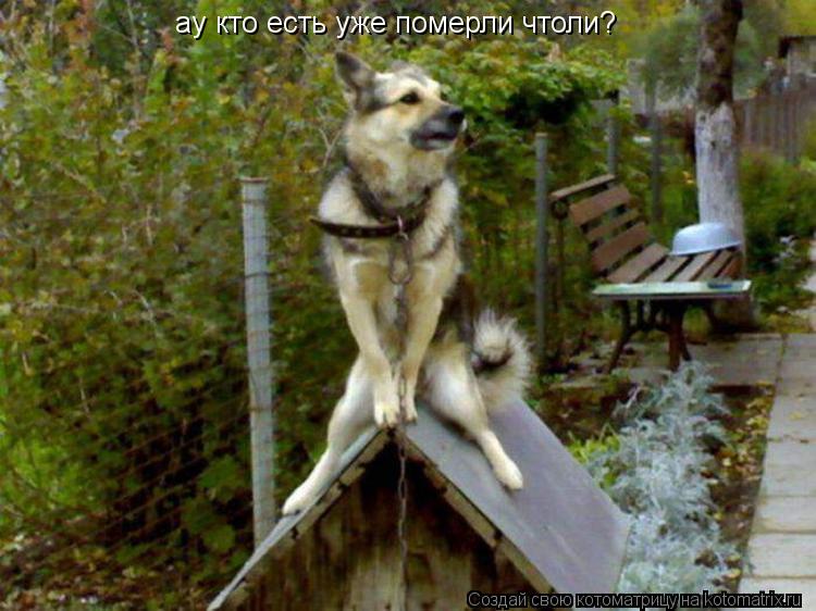 Котоматрица: ау кто есть уже померли чтоли?