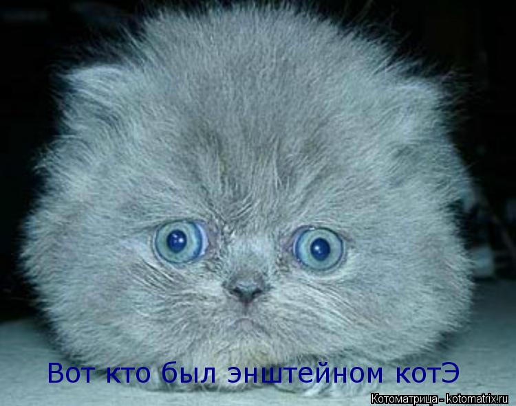 Котоматрица: Вот кто был энштейном котЭ