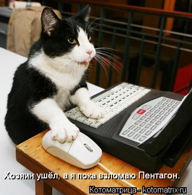 Котоматрица: Хозяин ушёл, а я пока взломаю Пентагон.