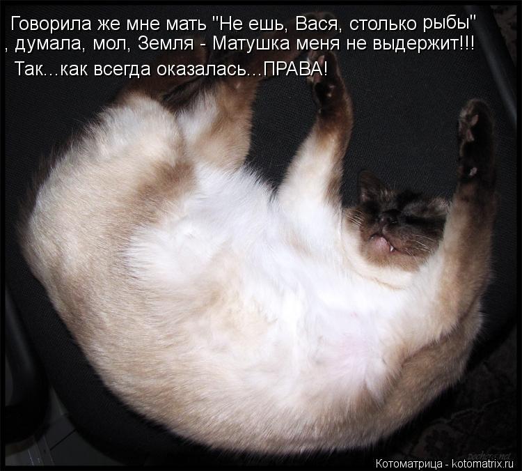 Котоматрица: Говорила же мне мать "Не ешь, Вася, столько  Говорила же мне мать "Не ешь, Вася, столько  рыбы" , думала, мол, Земля - Матушка меня не выдержит!!! Т