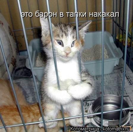 Котоматрица: это барон в тапки накакал