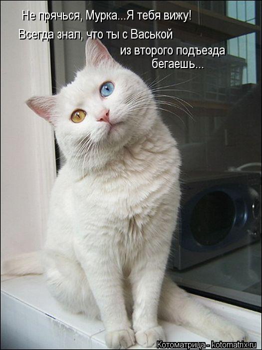 Котоматрица: Не прячься, Мурка...Я тебя вижу! Всегда знал, что ты с Васькой из второго подъезда  бегаешь...