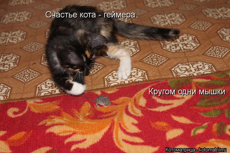 Котоматрица: Счастье кота - геймера  Кругом одни мышки ,