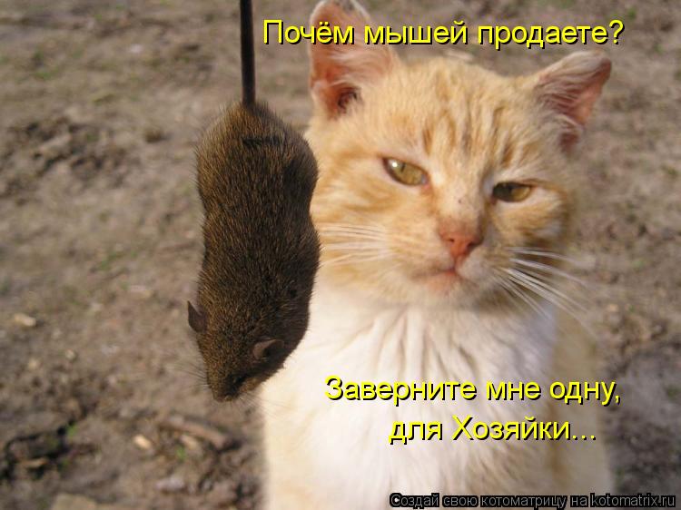 Котоматрица: Почём мышей продаете?  Заверните мне одну, для Хозяйки...